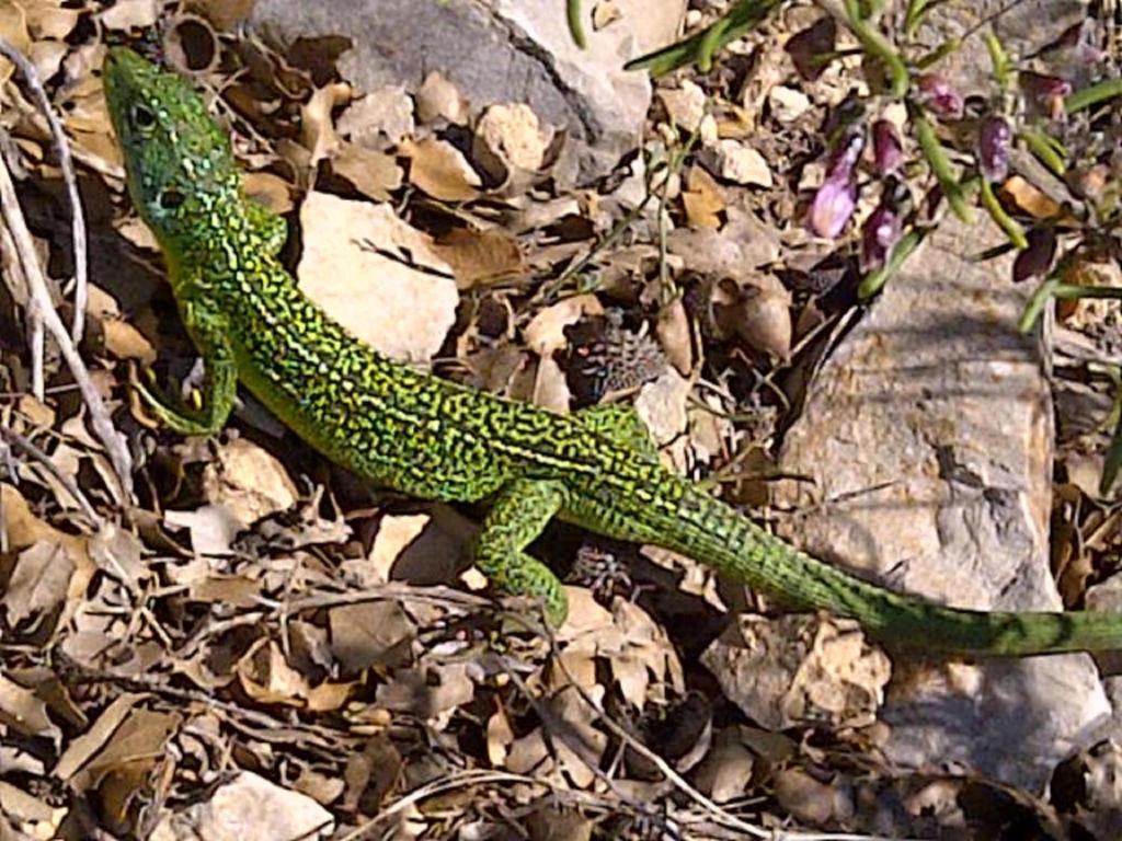 Auriol Villa Manon מראה חיצוני תמונה